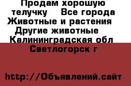 Продам хорошую телучку. - Все города Животные и растения » Другие животные   . Калининградская обл.,Светлогорск г.